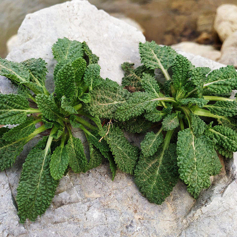 新鲜癞蛤蟆草蟾蜍草荔枝草皱皮菜雪见草干品中药材现挖 2斤新鲜蛤蟆草