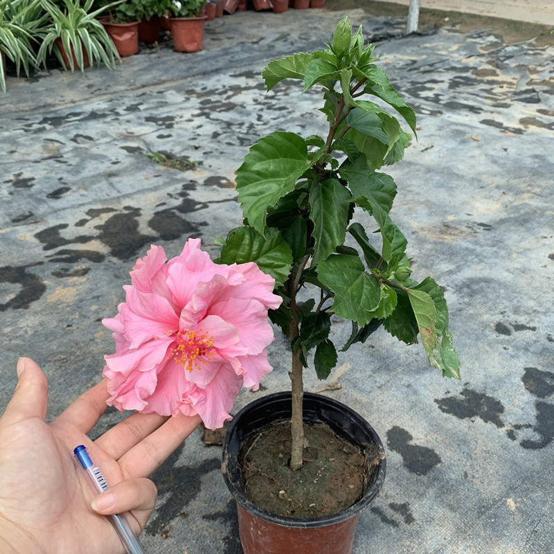 重瓣扶桑花盆栽重瓣桑叶牡丹木槿朱槿老桩植物室内阳台花卉 精品树型