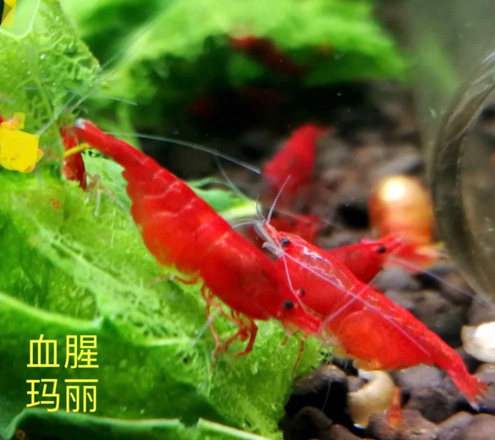 工匠头包活80只精品金背虾黄金米虾德系宽背观赏虾淡水冷水黑壳虾精品