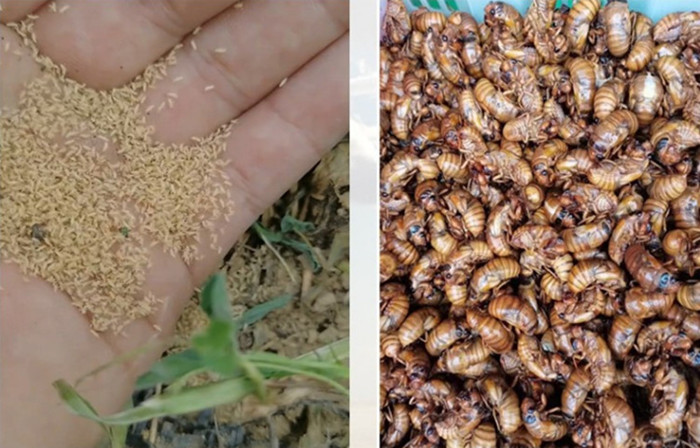 金蝉苗幼苗养殖知了猴卵幼虫蝉蚁小苗种活体孵化好爬叉卵枝条 金蝉苗