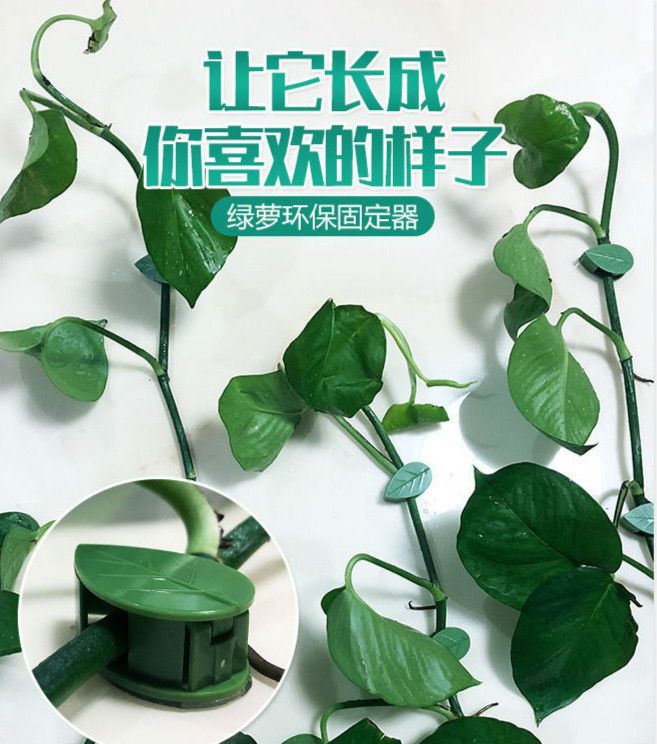 绿萝卡子爬墙固定器无痕爬藤免钉绿箩花藤蔓客厅自粘卡扣夹子神器