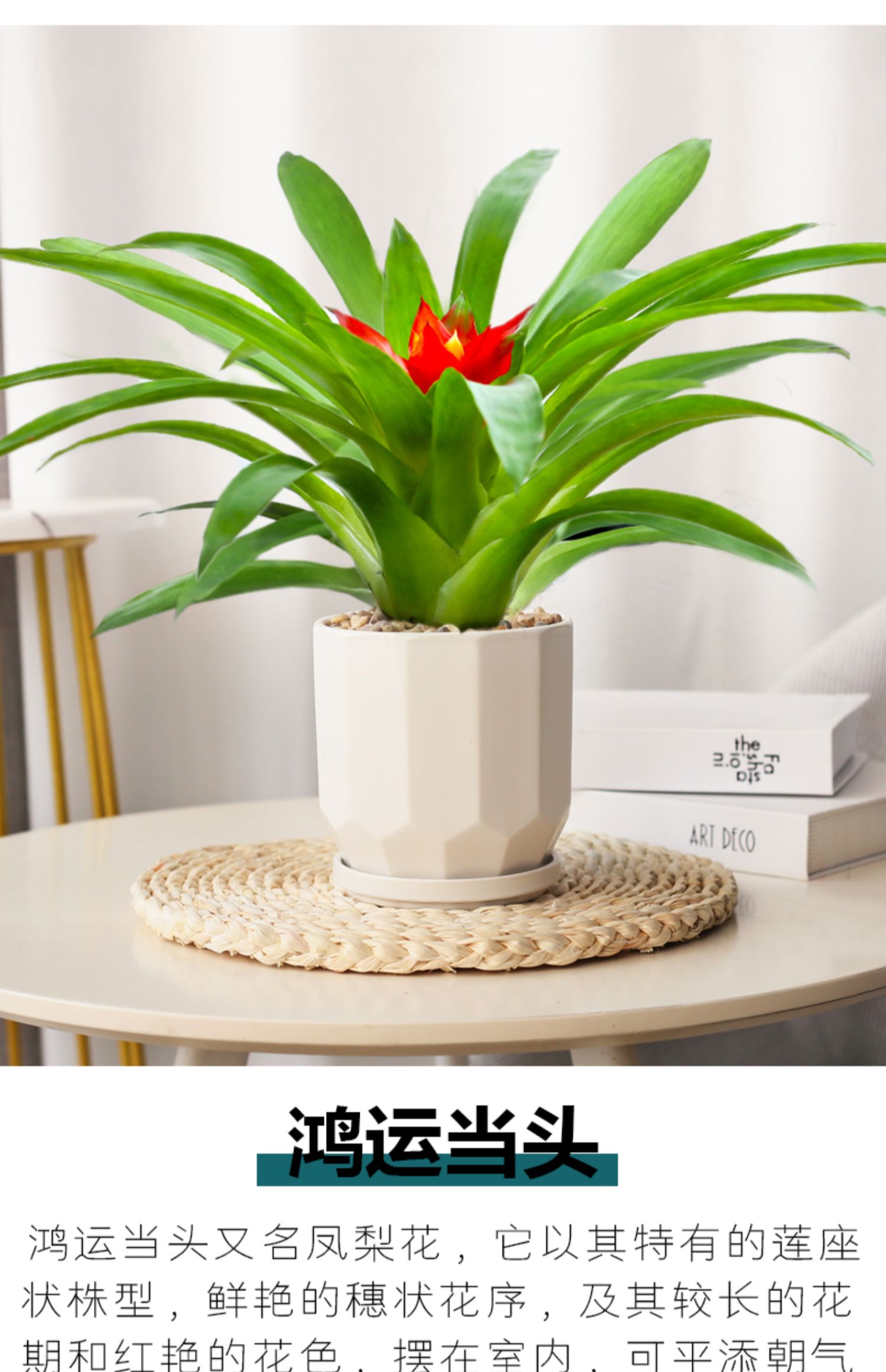 青意萱鸿运当头盆栽凤梨花四季好养植物室内绿植办公室开花植物绿色