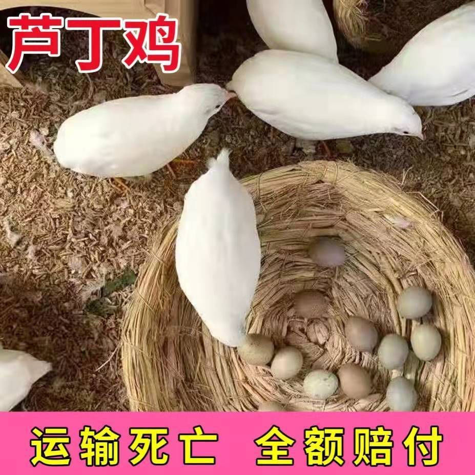 短云【可顺丰速发】网红芦丁鸡宠物鸡下蛋迷你小宠卢丁鸡观赏鸡生蛋多