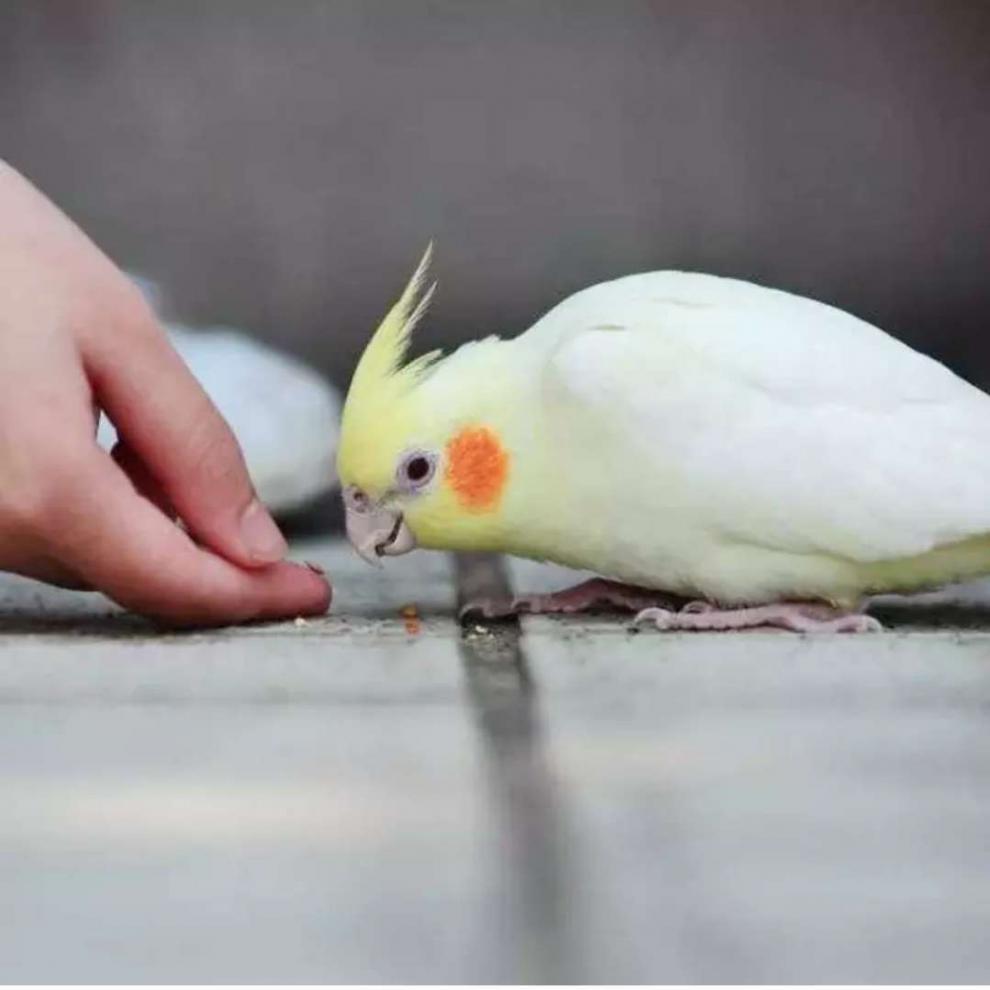 澤馭名寵 玄鳳鸚鵡活鳥鸚鵡雛鳥幼鳥手養鳥說話鳥觀賞鳥半毛鳥中大型