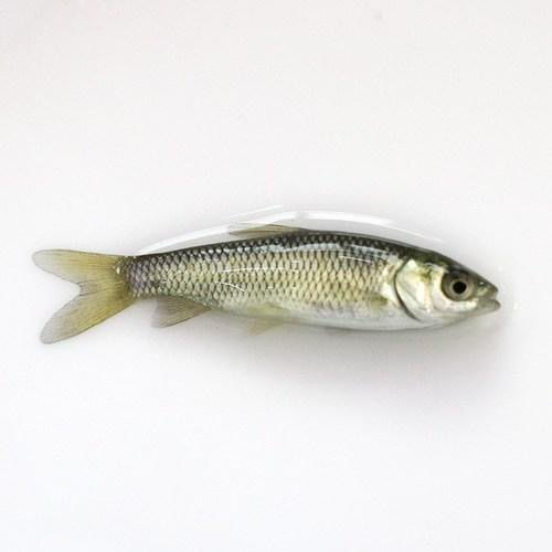 荣郁花鲢鱼苗大头鱼苗鲢鳙四大家鱼活体鱼苗淡水鱼塘养殖胖头鱼苗包活