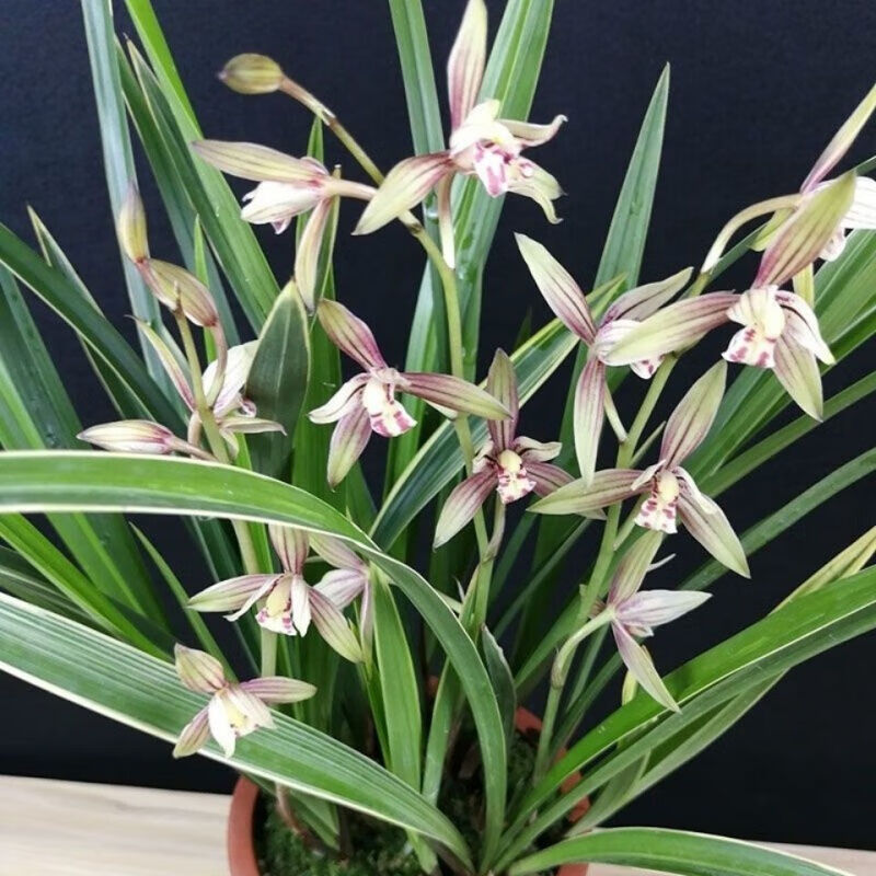 倩歆生活亏本价兰花富山奇蝶盆栽花卉室内植物好养四季兰 七彩玲珑 1