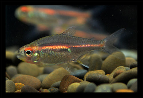 红灯管鱼玻璃霓虹灯热带草缸鱼群游鱼红灯鱼草缸群游鱼热带鱼 红灯管