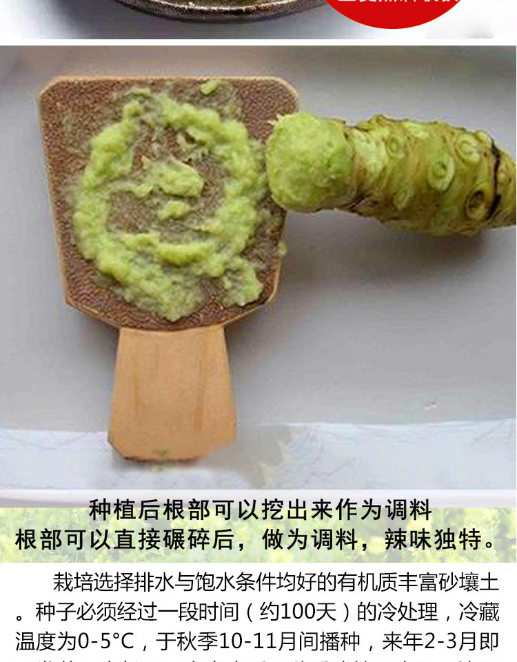 芥末种子芥子末西洋花种籽山葵种子菜种子调味品盆栽蔬菜种芥末种子10克原装 图片价格品牌报价 京东