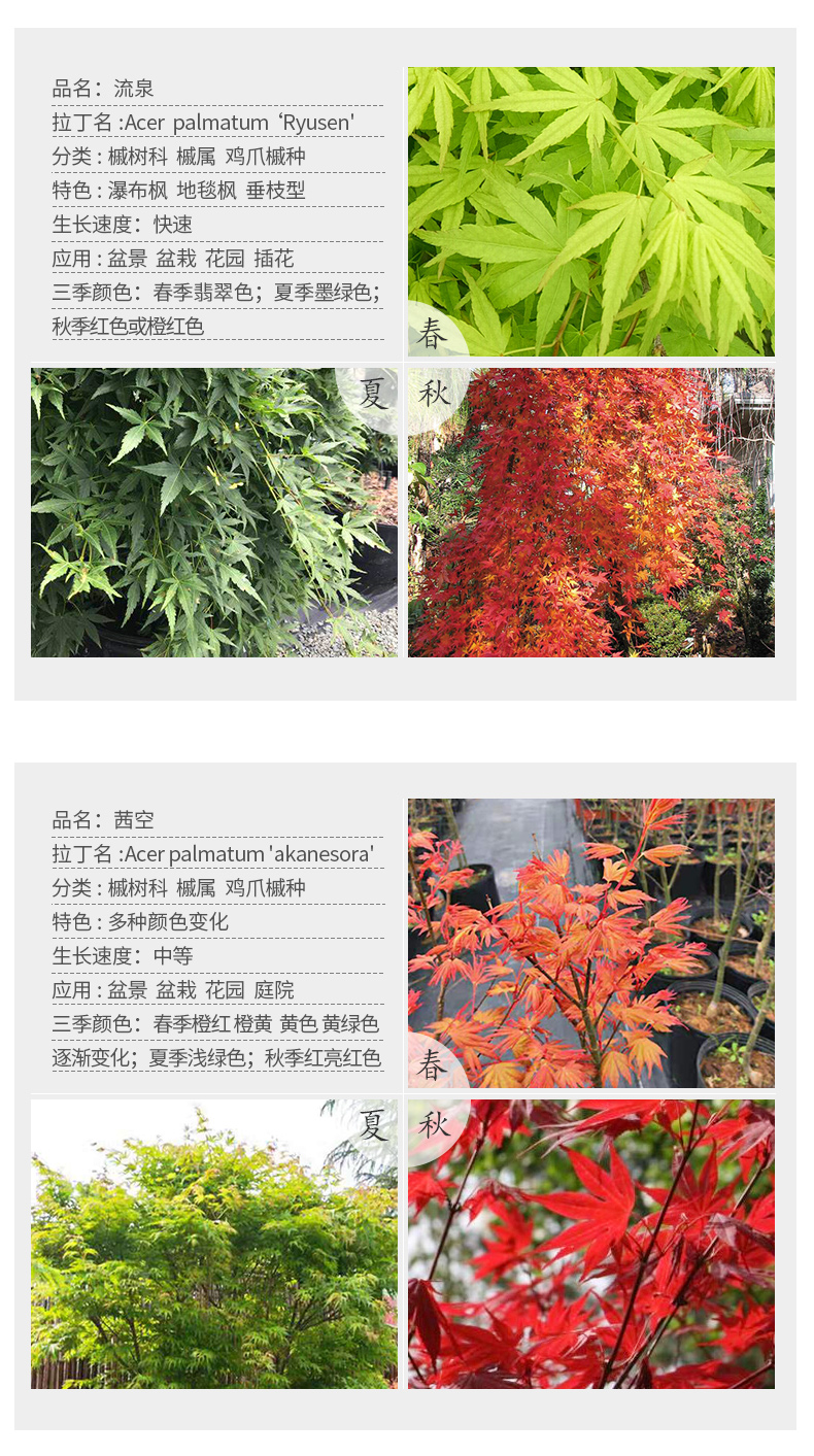 日本红枫盆景园艺枫树小规格树苗花园庭院植物黄金青流泉日笠山泰勒