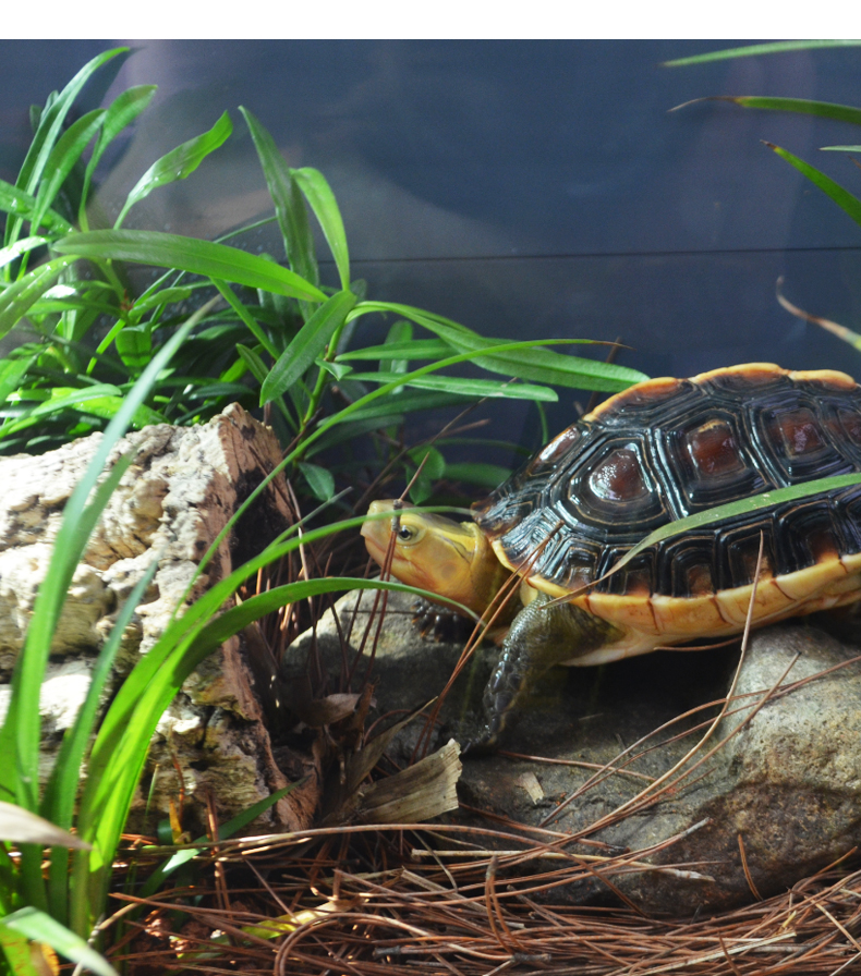 hkpz 乌龟缸大型生态缸养龟专用饲养玻璃缸半水黄缘龟造景植物养殖箱