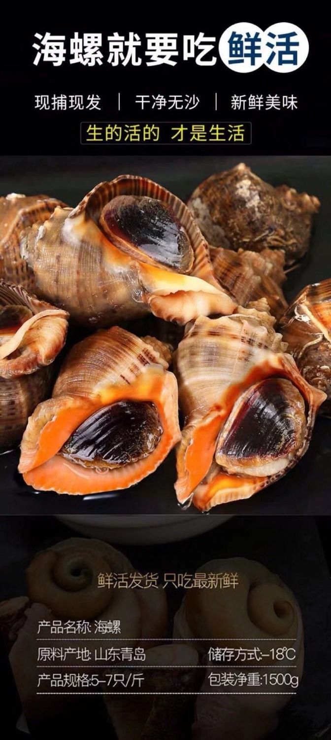 海螺鲜活青岛新鲜海螺海鲜水产螺类当天捕捞帕雅尔克一斤称10个左右1