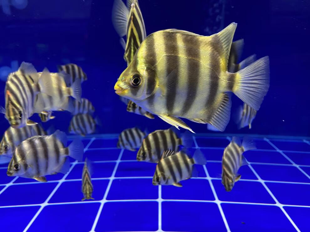 精品非洲金鼓鱼金古鱼高端中层配鱼长明四纹虎龙鱼淡水热带观赏鱼采缇