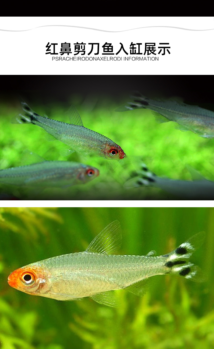 小型热带观赏鱼红鼻剪刀鱼群游灯科鱼草缸包活体报损水财神(water