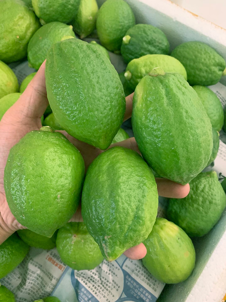 现摘广东香水柠檬一级果新鲜多汁奶茶店专用水果1500g50200g
