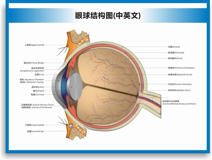 定製眼球解剖圖結構圖眼球的構造眼睛穴位按摩眼保健操眼科海報掛圖