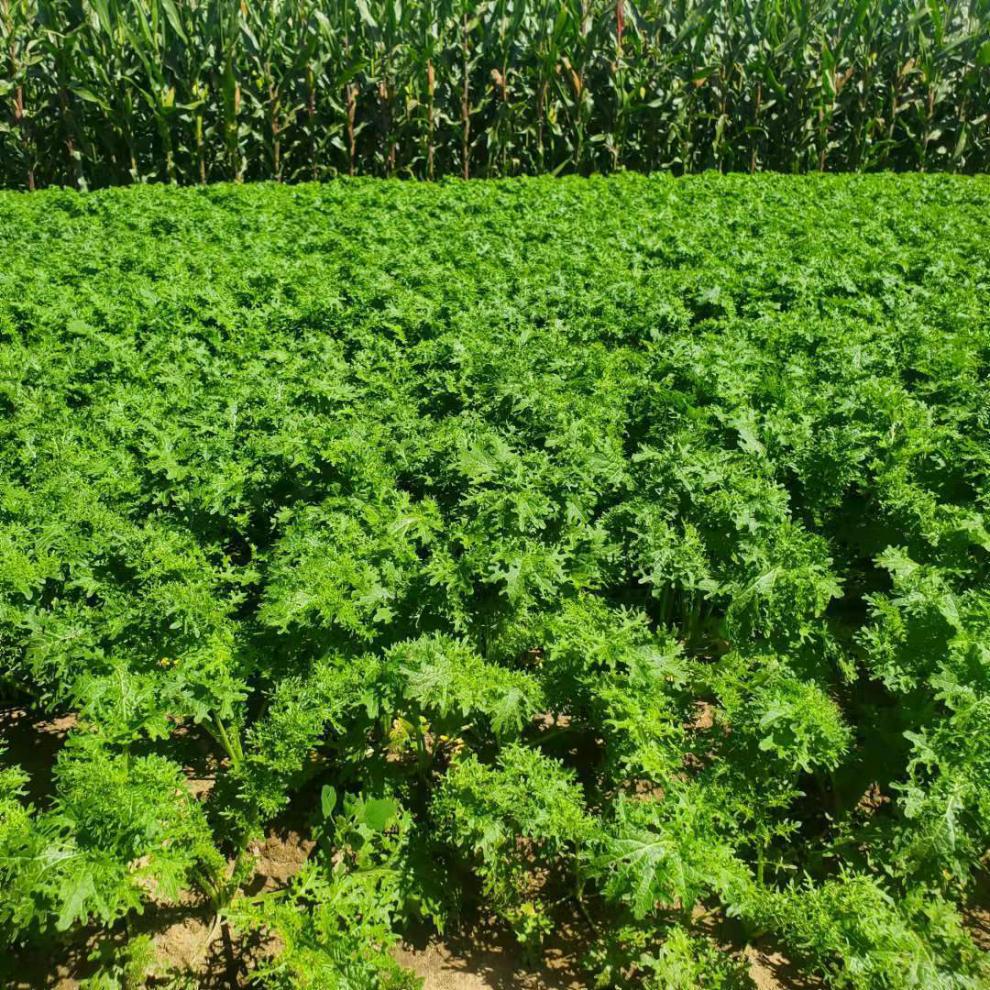 东北芥菜英子 芥菜缨子 芥菜疙瘩 芥菜樱子咸菜新鲜农产品 1斤芥菜