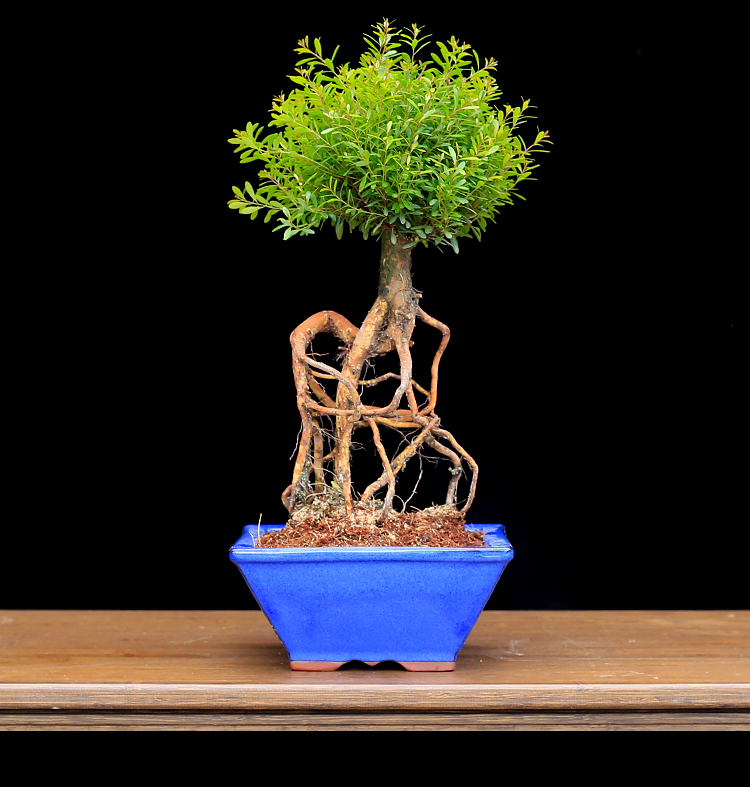 红杨盆景植物室内造型小叶赤楠绿植办公室客厅桌面盆栽四季常青 提跟