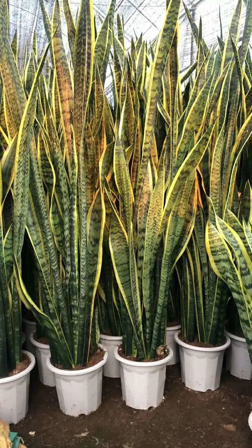 精选高脚金边虎皮兰盆栽室内大盆新房吸甲醛虎尾兰客厅防辐射植物苗多