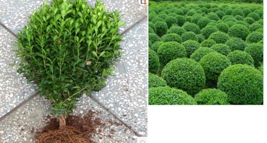 大小叶瓜子黄杨球冬青树苗桩四季常万年青庭院绿花篱