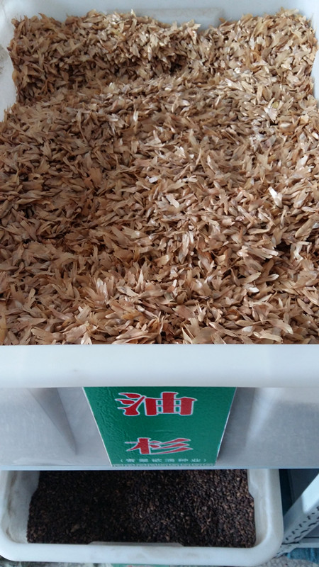 油杉水杉种子三尖杉种子柳杉落种子叶杉种子杉木种子池杉种子 新采