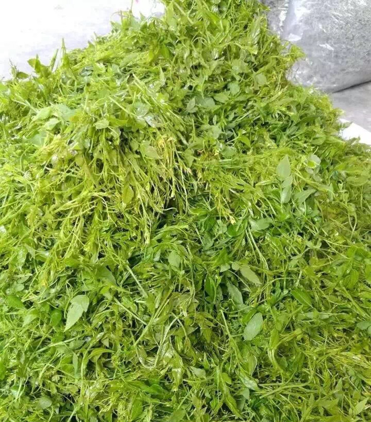 5折張家界野生土家神茶茅巖河龍鬚莓茶藤茶黴茶嫩芽500g神仙草顯齒蛇