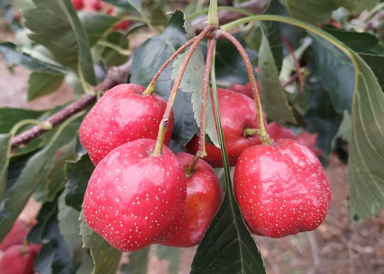 新鲜山楂水果特级大五棱生大金星歪把红甜子棉球红果糖葫芦1斤235