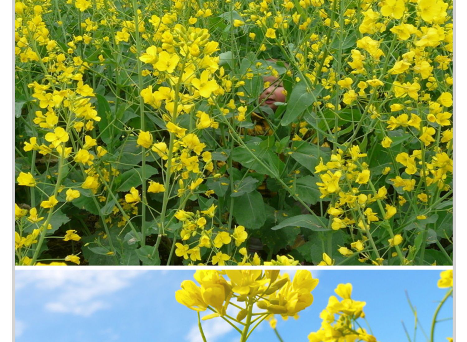 油菜籽種觀賞油菜花榨油食用油菜籽油雜交高產油菜種子花海種孑 觀賞