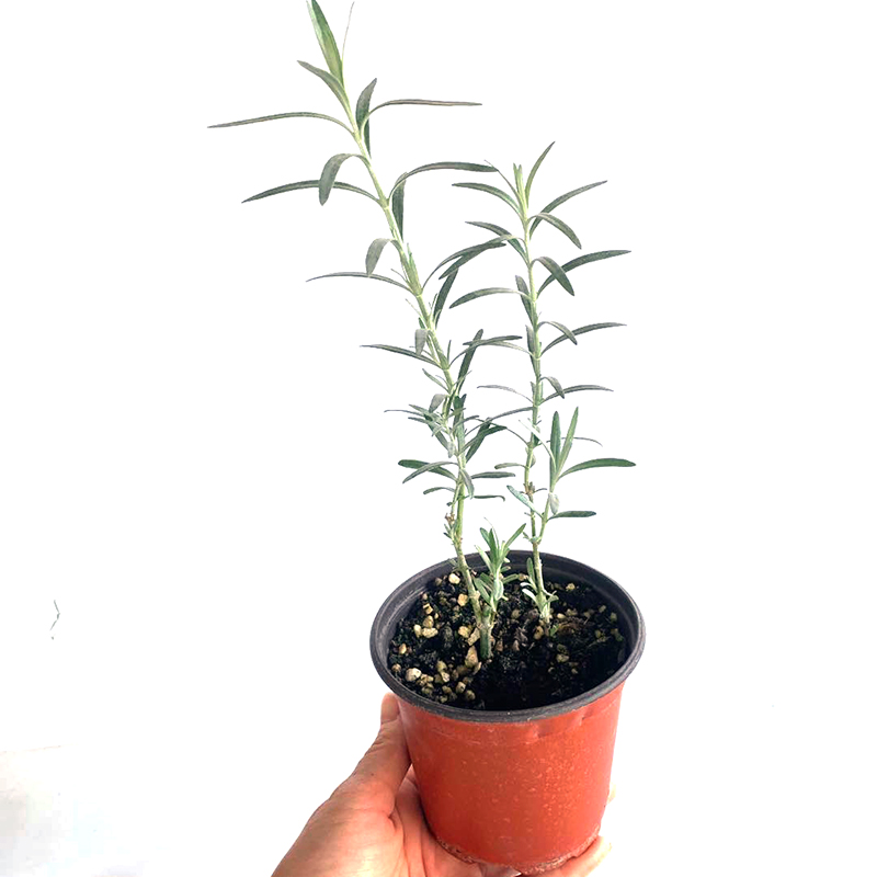 柳叶星河花银叶植物观叶耐热耐旱岩石花园庭院花境柳叶星河花10cm盆栽