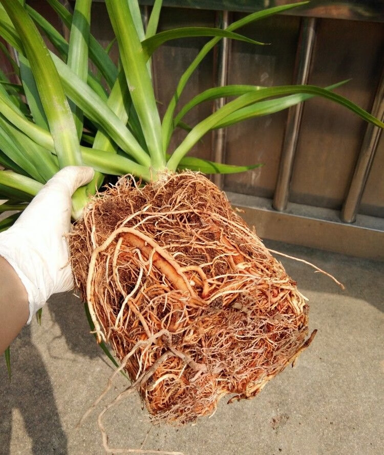 龙须树盆栽香龙血树龙须树苗花卉绿植盆栽龙须树多头植物 单头龙须树