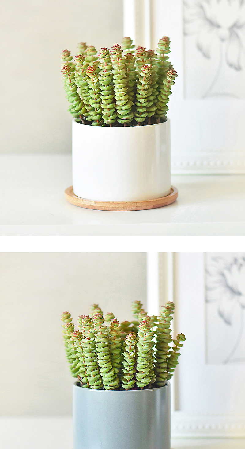 钱串大盆陶瓷多肉植物盆栽室内桌面常绿植物净化空气钱