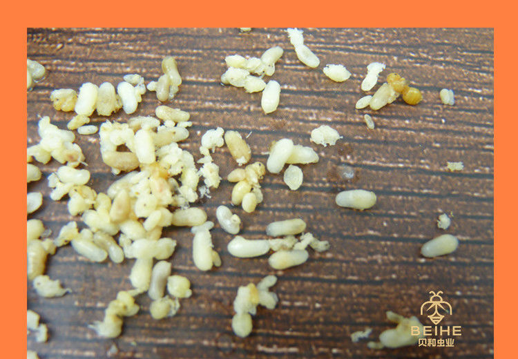 【京品严选】蚂蚁蛋新鲜蚂蚁卵大黑蚂蚁籽高蛋白食用昆虫 一斤新鲜