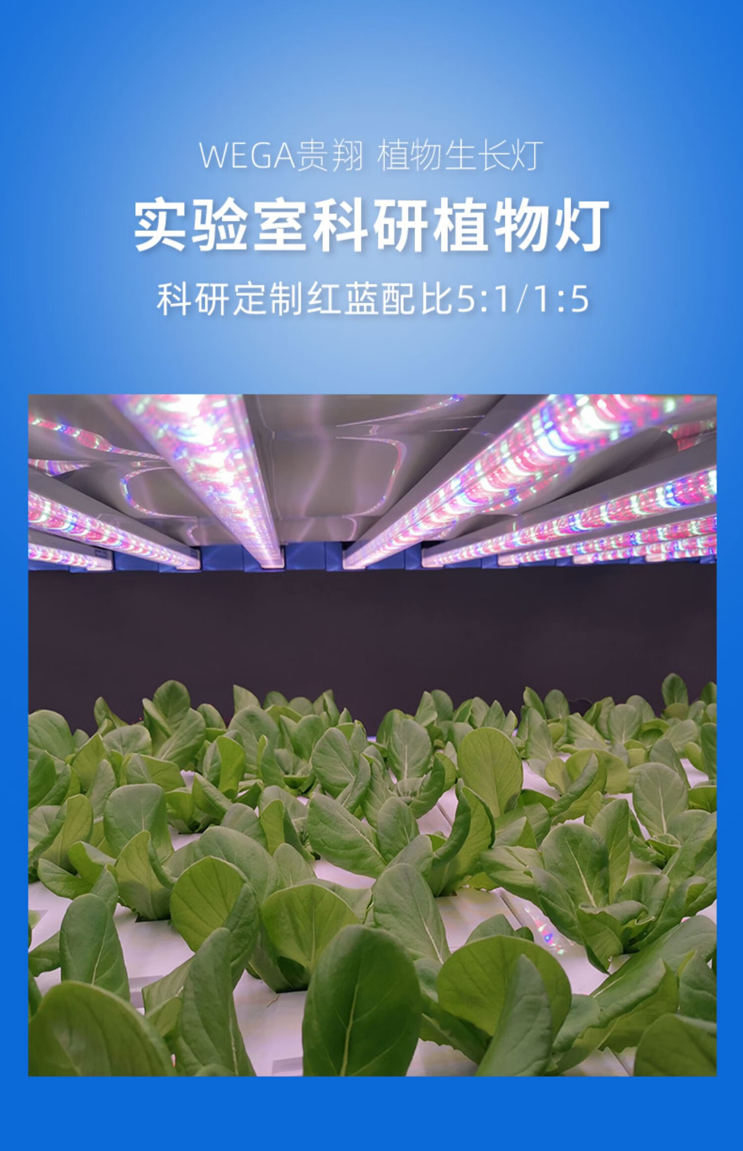 红蓝光植物生长灯管led光合作用补光灯蔬菜多肉育苗组培实验soumiety