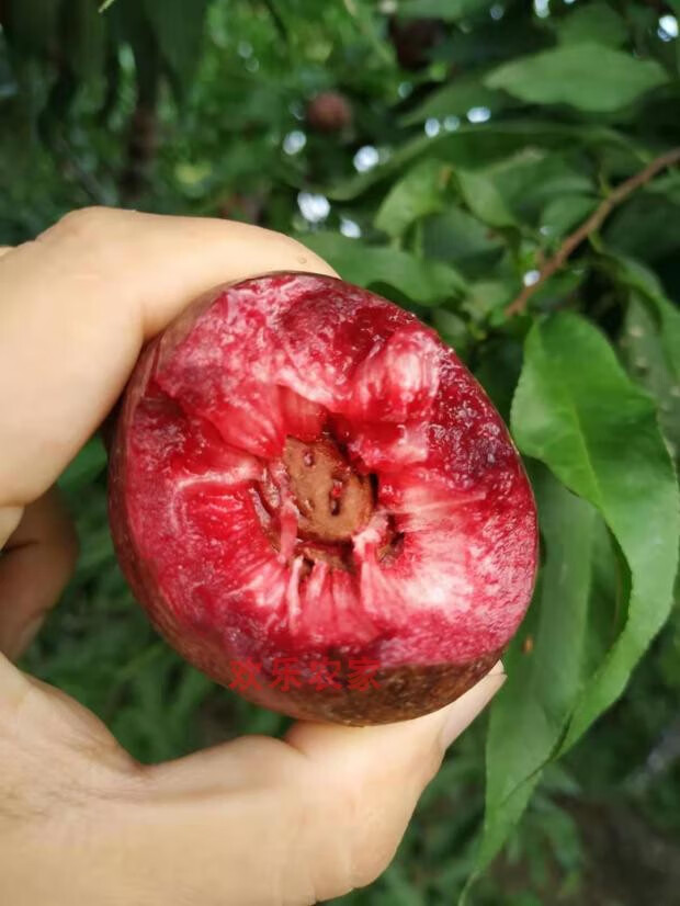 媚调 现货如皋紫桃新鲜血桃离核油桃富含花青素酸甜口感现摘 5斤(5-6