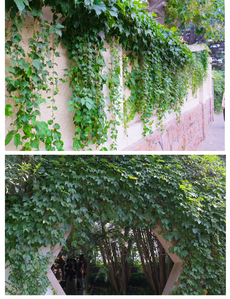 绿化树苗爬山虎爬藤植物四季爬山虎树苗盆栽户外绿化三叶五叶爬墙虎苗