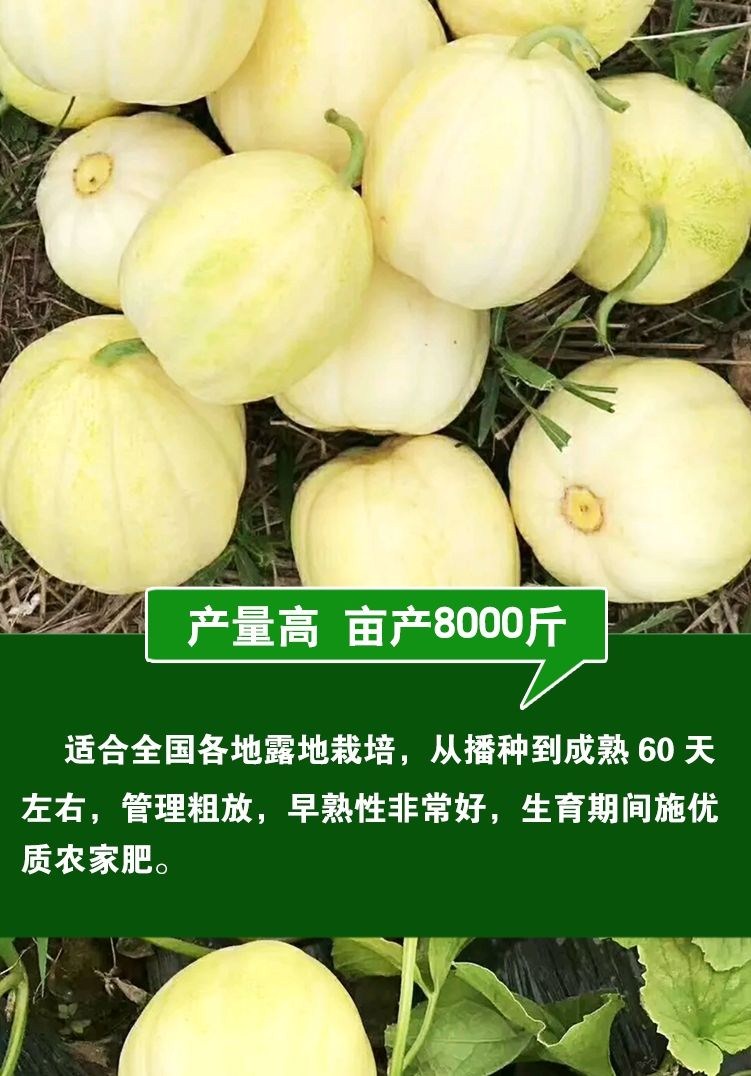 【极早熟懒瓜种子】懒汉瓜王 甜掉牙 懒汉型甜瓜种子 无需整枝甜香瓜