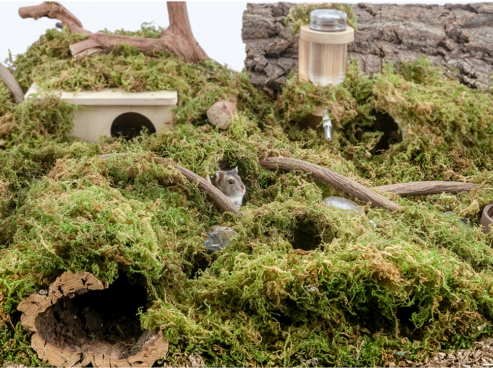 niteangel艾特 森林苔藓仓鼠金丝熊筑巢挖掘垫料笼自然风造景丰容 干