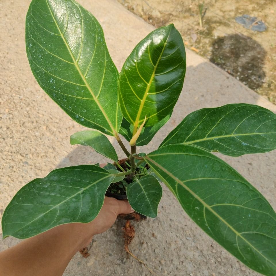 正宗高山榕树苗大叶榕苗大青树马榕富贵庭院绿化常绿地栽植物高山榕