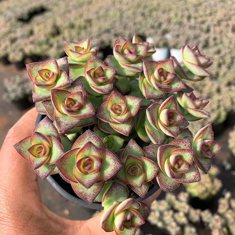 星王子十字星雲南昆明基地直髮露養多肉植物辦公室盆栽多頭冠幅8釐米