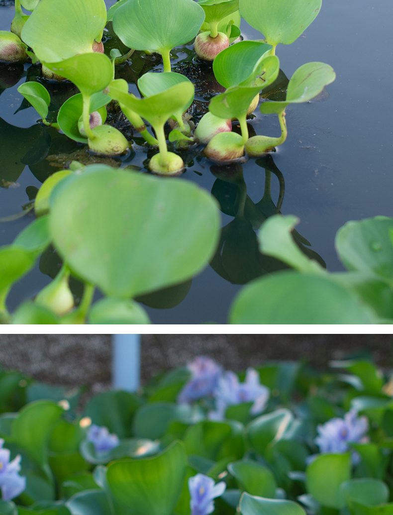荣郁水葫芦浮萍水草花卉植物种苗鱼塘鱼池鱼缸养乌龟缸净化水质水芙蓉