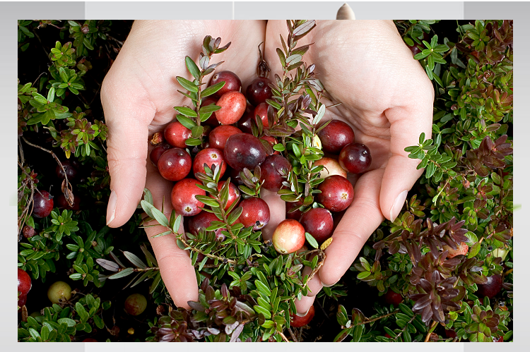 花姬 蔓越莓 盆栽苗耐寒植物南方北方室内办公室庭院阳台四季绿植果树