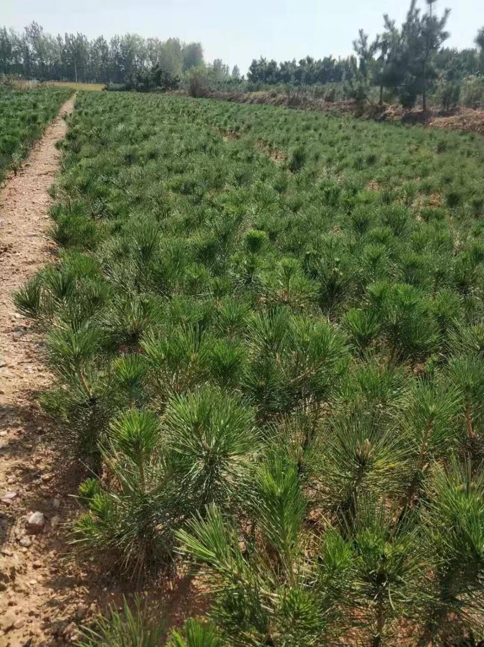 绿化苗木日本黑松小苗庭院黑松苗黑松树苗四季常青盆景植物松树苗7080