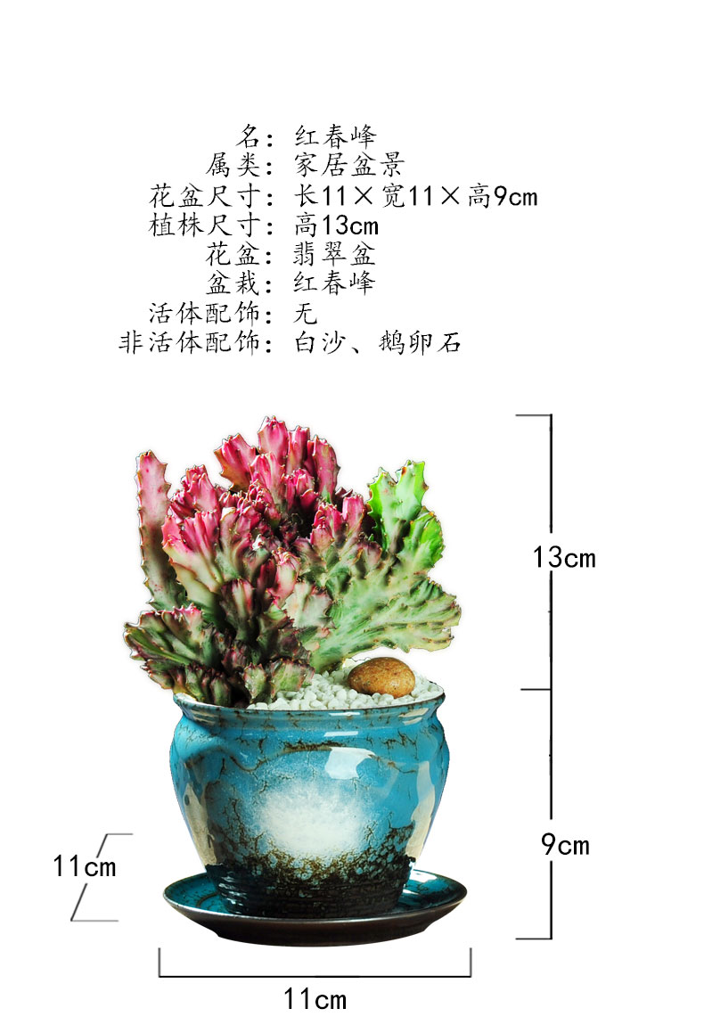 春峰彩麒麟仙人掌盆栽室内花卉多肉植物四季常青绿植 彩麒麟 翡翠820