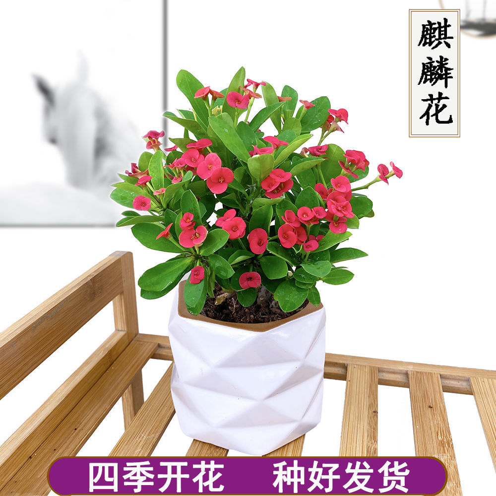 麒麟花的栽培养护,彰显富贵,好养活-热门点评-热门快报