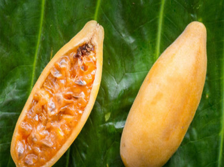 种香蕉百香果苗 加拿大甜蜜蜜百香果树苗 黄金百香果树苗 1.