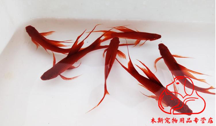 皮球魚瑪麗魚黑尾月光瑪麗球魚紅瑪麗魚胎生魚熱帶魚觀賞魚活體3cm黑