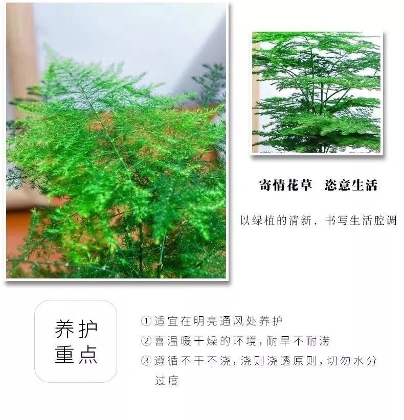 9，【精選】文竹大苗四季常青盆栽綠植室內水培植物雲竹盆景帶盆花卉 小文竹(一份不含盆)10cc 文竹原土()肥