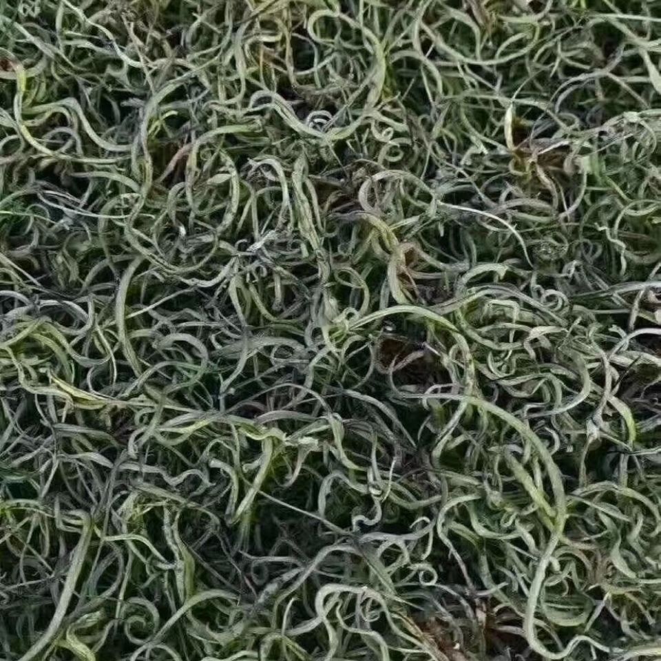 天然肾精草长白山东北野生肾精草男女养生泡水化石草五宝草新货 250克