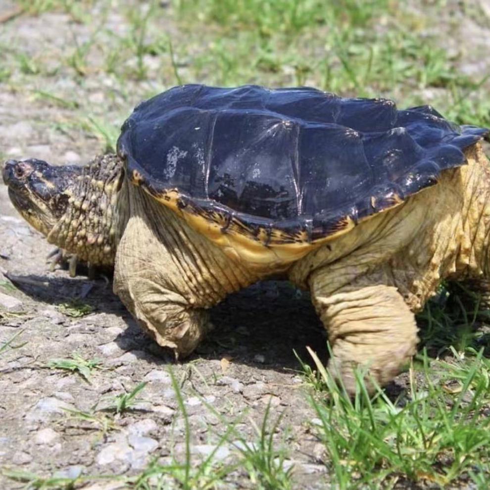 外塘 食用观赏大鳄龟 北美鳄鱼龟 可食用可养殖超大鳄龟 3斤鳄龟饲料