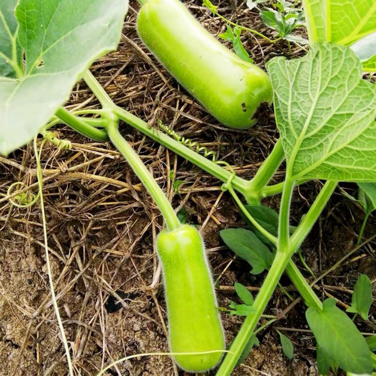 新鲜瓠子瓜当季食用嫩蒲瓜夜开花葫芦瓜农家种植 8斤