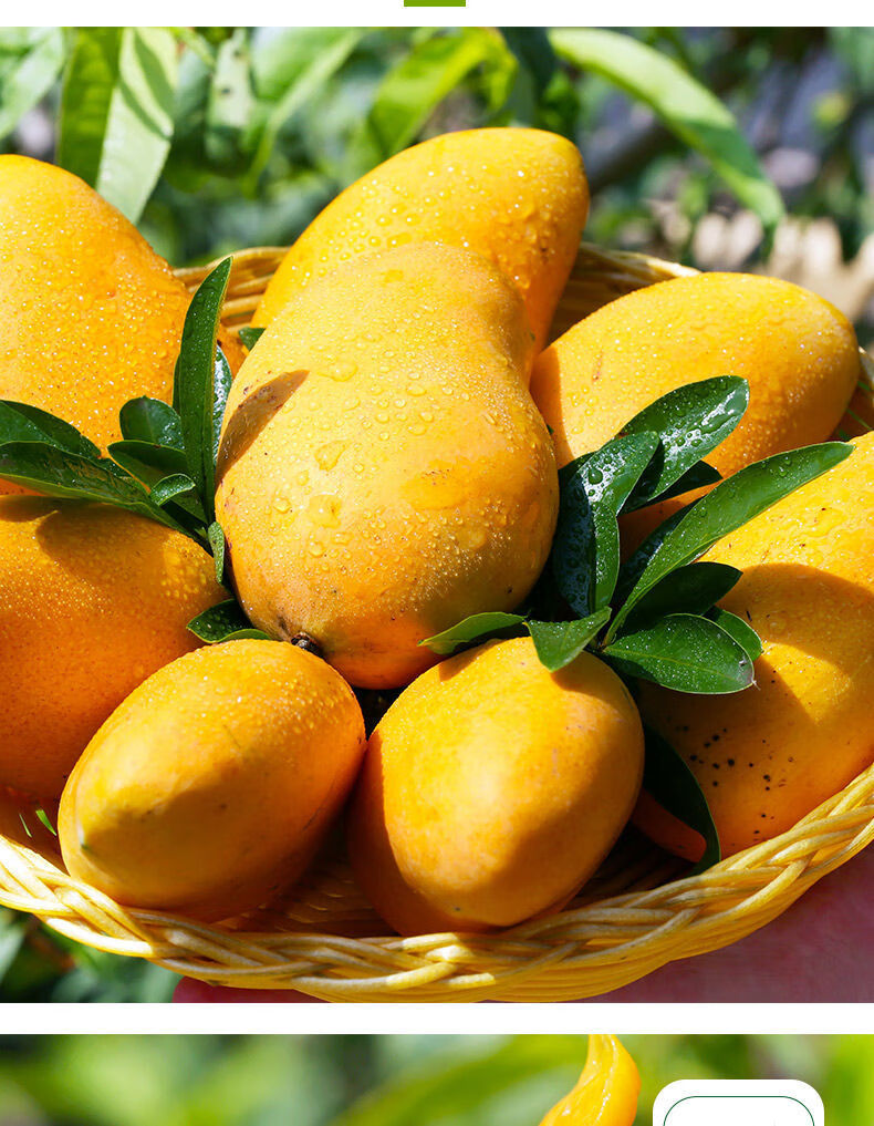 海南小台芒果新鲜水果芒果现摘现发发三亚整箱小台农试吃两个装两个